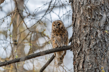 Long-eared owl (Asio otus), looking forward with wide opened eyes
