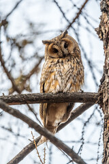 Long-eared owl (Asio otus), looking forward with wide opened eyes