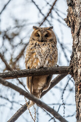 Long-eared owl (Asio otus), looking forward with wide opened eyes