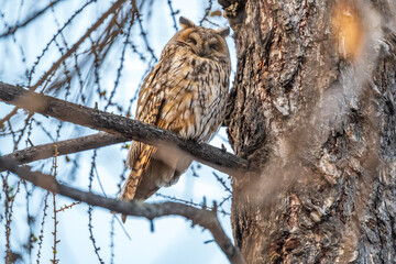 Long-eared owl (Asio otus), looking forward with wide opened eyes