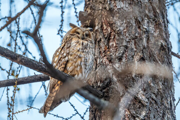 Long-eared owl (Asio otus), looking forward with wide opened eyes