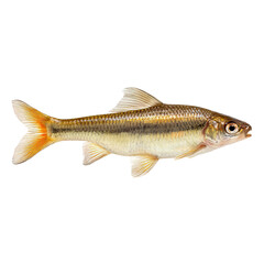 Obraz premium Common Chub Fish: A vibrant common chub fish captured in a clear and crisp, high-definition image, showcasing its intricate details in aquatic ecosystem.