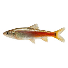 Obraz premium Dazzling Rainbow Shiner: A vibrant rainbow shiner, with shimmering scales and a brilliant splash of color, gracefully captured in a stunning, detailed view, showcasing its beauty.