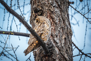 Long-eared owl (Asio otus), looking forward with wide opened eyes