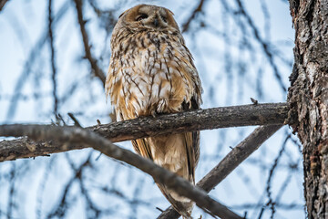 Long-eared owl (Asio otus), looking forward with wide opened eyes