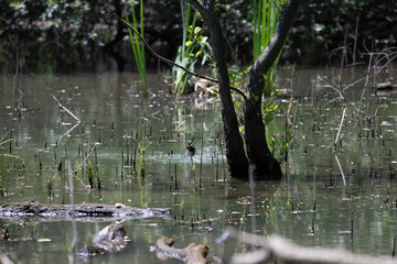 Bird perched on a branch near still water surrounded by lush vegetation in a tranquil natural setting