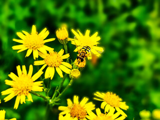A hoverfly on a yellow flower