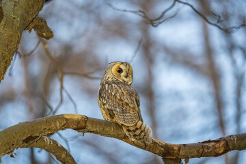Long-eared owl (Asio otus), looking forward with wide opened eyes