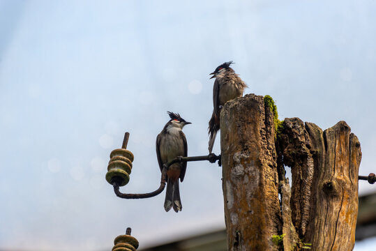 Two white-cheeked bule bules on the pillar.