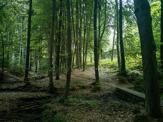 Green forest in Germany in summer