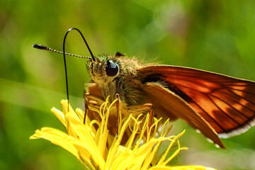 Close-up of a skipper butterfly (family Hesperiidae) feeding on a yellow wildflower, showing detail...