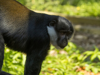 Cercopithèque de l'Hœst