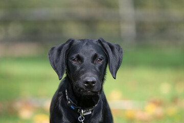 Portrait of a cute black Labrador puppy looking at the camera