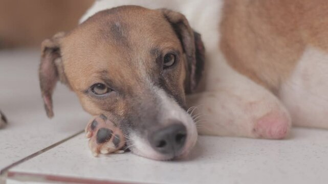 Cachorros de rua sem ra&ccedil;a definida caramelo vira lata doguinho