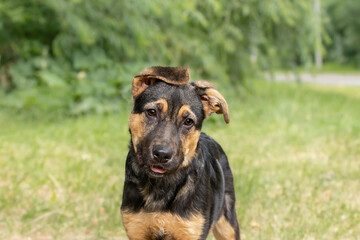 Portrait of a cute puppy with big ears on the street.The concept of adorable pets.