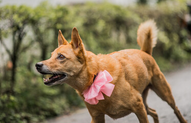 Perro marrón con moño rosa caminando al aire libre en día nublado