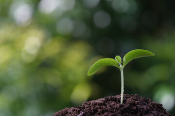 Autumn pumpkin sprout macro closeup with water droplets