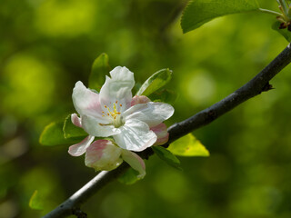 Apple Blossom