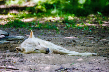 Wei&szlig;er Wolf schl&auml;ft friedlich im Schatten des Waldes
