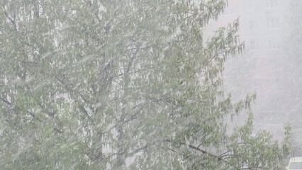 tree branch with snow stuck on white flowers and green foliage. Threatened crop from spring...
