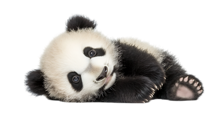 Panda bear in sleeping