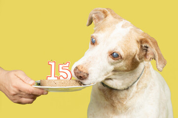 Senior dog celebrating 15th birthday with meat cake and candles