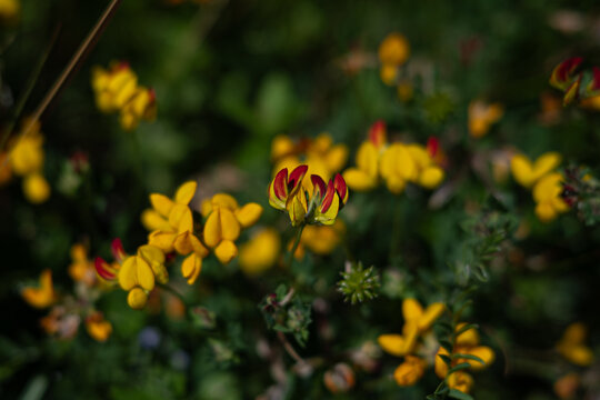 Lotus corniculatus, close-up, bird's-foot trefoil, birdsfoot deervetch