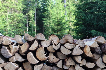 Stacked Timber Logs in Front of Evergreen Forest &ndash; Natural Wood Texture and Forestry Concept