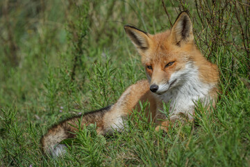 red fox in the wild