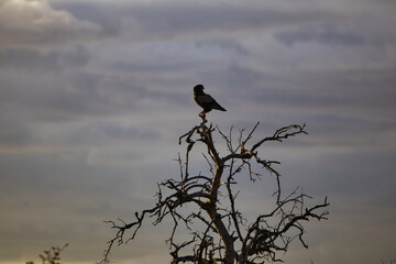 Wild animal from Africa - bird of prey on a dead tree - bateleur eagle, is a medium-sized eagle in...