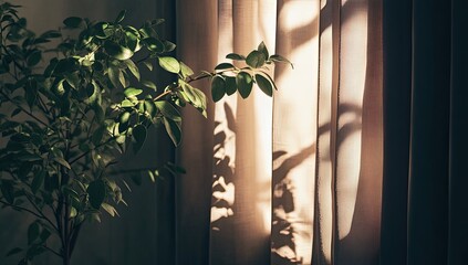 Sunlight filtering through curtains, illuminating a small plant