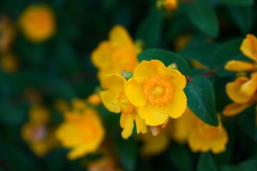 Vibrant yellow flower in the summer macro