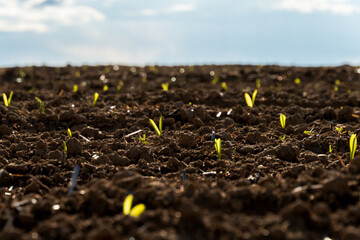 Tiny corn seedlings emerge from dark, tilled soil under a partly cloudy sky. It is springtime, and new life begins in this agricultural field