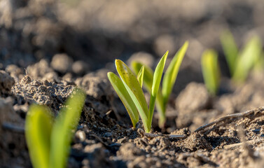 Fresh green corn sprouts push upwards through dark soil. The young plants stand in a row, promising...
