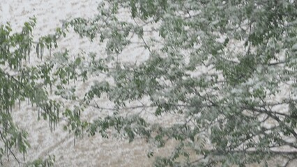 tree branch with snow stuck on white flowers and green foliage. Threatened crop from spring...