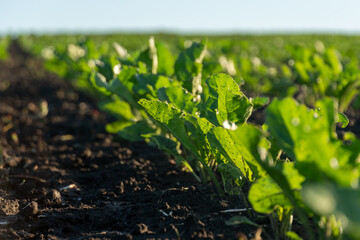 Rows of bright green beet plants thrive in rich dark soil. The agricultural field extends to the...
