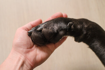 Black dog paw with black claws and human hand close-up on a light background, soft focus. Conceptual image of friendship, trust, love, help between human and dog