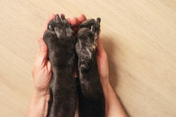 Black dog paws with black claws and human hands close-up on a light background, soft focus. Conceptual image of friendship, trust, love, help between human and dog