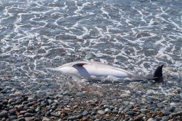 The carcass of a dead young dolphin washed up on the seashore. Ecology and fauna of the sea.