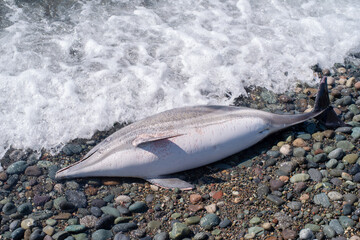 The carcass of a dead young dolphin washed up on the seashore. Ecology and fauna of the sea.