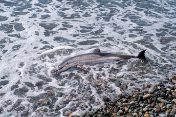 The carcass of a dead young dolphin washed up on the seashore. Ecology and fauna of the sea.