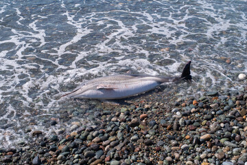 The carcass of a dead young dolphin washed up on the seashore. Ecology and fauna of the sea.