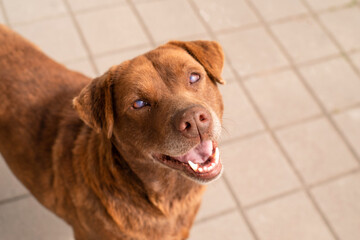 Portrait of cute happy red street dog with poor eyesight outdoors on a sunny day, soft focus.
