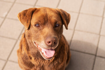 Portrait of cute happy red street dog with poor eyesight outdoors on a sunny day, soft focus.