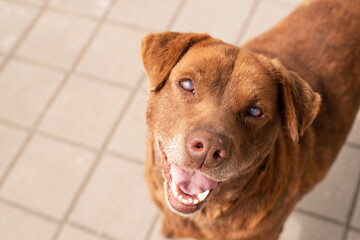 Portrait of cute happy red street dog with poor eyesight outdoors on a sunny day, soft focus.
