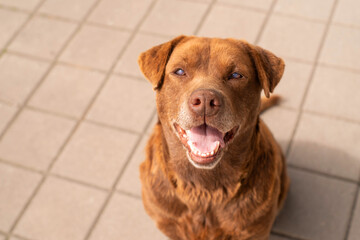 Portrait of cute happy red street dog with poor eyesight outdoors on a sunny day, soft focus.