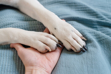 White dog paws with black claws and human hand close-up on blue blanket, soft focus. Conceptual image of friendship, trust, love, help between the person and a dog	
