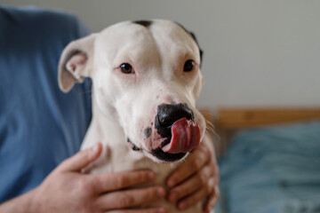 American Staffordshire Terrier spotted black and white color close-up and human hands hugging dog, soft focus