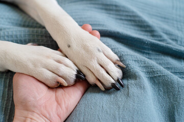 White dog paws with black claws and human hand close-up on blue blanket, soft focus. Conceptual image of friendship, trust, love, help between the person and a dog	