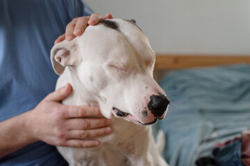 American Staffordshire Terrier spotted black and white color close-up and human hands hugging dog, soft focus